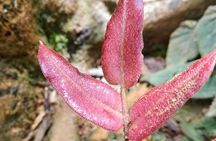 Private 12-hour tour of the Farallones de Cali