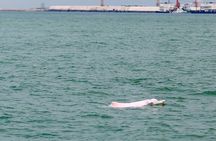 Hong Kong Dolphin Watch Tour