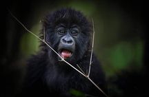 13-Day Uganda Mgahinga Gorilla Trek, Maasai Amboseli Park