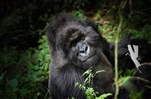 13-Day Uganda Mgahinga Gorilla Trek, Maasai Amboseli Park
