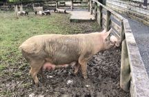 Sheep World Country Tour from Auckland