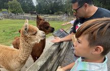 Sheep World Country Tour from Auckland