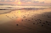 Turtle Release Playa Blanca