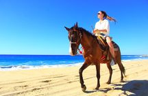 Desert and Beach Horseback Riding Experience in Cabo
