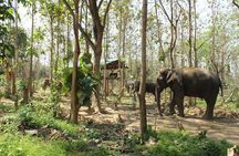 Chiang Mai Elephant Sanctuary Small Group Ethical Tour