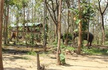 Chiang Mai Elephant Sanctuary Small Group Ethical Tour