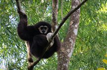 Full-Day Trekking and Sightseeing Tour in Mae Kampong