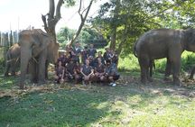 Chiang Mai Elephant Sanctuary Small Group Ethical Tour
