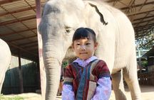 Chiang Mai Elephant Sanctuary Small Group Ethical Tour