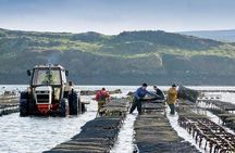 Oyster Farm and Tasting Experience