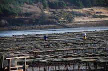 Oyster Farm and Tasting Experience
