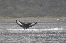 Wonderful Whales and Wildlife Tour