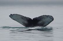 Wonderful Whales and Wildlife Tour
