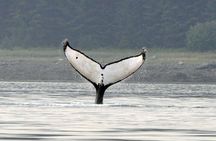 Wonderful Whales and Wildlife Tour