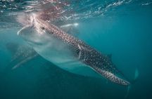 ULTIMATE HIGHLIGHTS TOUR: Whale Sharks, Sea Lions & Beach Lunch