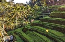 Ubud Monkey Forest, Holy Water Temple & Waterfalls Tours