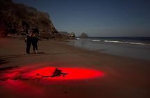 Turtle Watching Night Tours with Expert Naturalist