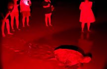 Turtle Watching Night Tours with Expert Naturalist