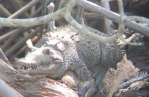 Tamarindo Birdwatching Crocodiles and Monkey Tour