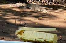 Tamarindo Birdwatching Crocodiles and Monkey Tour