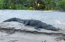 Tamarindo Birdwatching Crocodiles and Monkey Tour