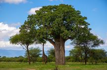 3 day safari Tarangire/Lake Manyara and Ngorongoro from Zanzibar with Flights