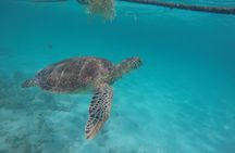 Half Day Akumal Beach Swim and Snorkel with Turtles Experience