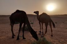 3-Days Private Discovery of the desert from Ouarzazate to M'Hamid in 4x4