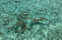 Toa Boat Bora Bora Private Lagoon tour with Lunch on Entertainer Bar Boat