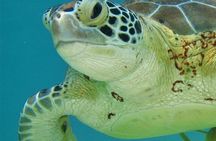 Half Day Akumal Beach Swim and Snorkel with Turtles Experience