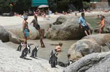 Boulders Beach Cape Town: Swimming With Penguin & Close Encounter Half Day Tour