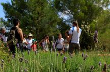 Aromatic Experience in the Medicinal Garden in Ibiza
