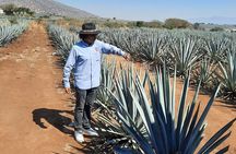 Full-Day Tequila Tour from Guadalajara