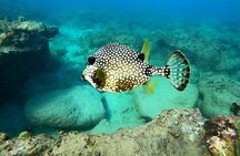 Snorkeling Adventure in Aguadilla