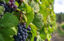 Kelowna Bachelorette Half Day Wine Tour Guided With 4 Wineries