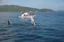 Whale Watching & Limón Waterfall Day Trip