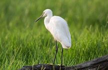 Negombo Lagoon & Muthurjawela Bird Watching Boat Tour