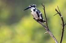 Negombo Lagoon & Muthurjawela Bird Watching Boat Tour