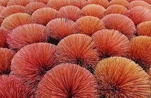 Private experience of visiting Quang Phu Cau incense village