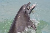 4 hours Private Eco Boat Tour Wildlife and Nature in Pine Island 