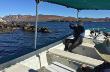 ULTIMATE HIGHLIGHTS TOUR: Whale Sharks, Sea Lions & Beach Lunch