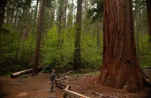Yosemite Full Day Small Group High Country / Mariposa Tour
