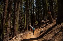 Yosemite Full Day Small Group High Country / Mariposa Tour