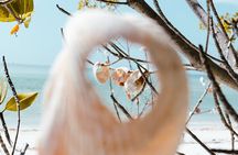 St. Pete Dolphin Watching and Shelling Adventure