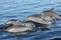 St. Pete Dolphin Watching and Shelling Adventure