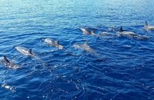 1-hour jet ski excursion in Tahiti