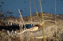 Chobe Day Trip in Botswana