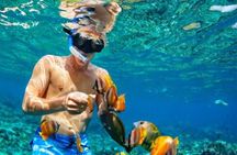 PADI Scuba Diver (PSD)