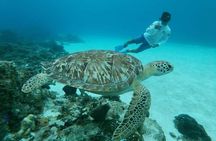 Starfish, Stingrays and the Turtle Bay Snorkeling Tour