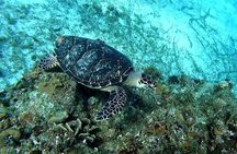 Starfish, Stingrays and the Turtle Sanctuary Cozumel Snorkel Tour